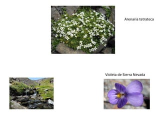 aa
Violeta de Sierra Nevada
Arenaria tetrateca
 