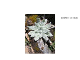 Estrella de las nieves
 