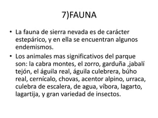 7)FAUNA
• La fauna de sierra nevada es de carácter
estepárico, y en ella se encuentran algunos
endemismos.
• Los animales mas significativos del parque
son: la cabra montes, el zorro, garduña ,jabalí
tejón, el águila real, águila culebrera, búho
real, cernícalo, chovas, acentor alpino, urraca,
culebra de escalera, de agua, víbora, lagarto,
lagartija, y gran variedad de insectos.
 