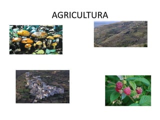 AGRICULTURA
 
