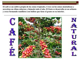 El café es un cultivo propio de las zonas tropicales. Crece en las zonas montañosas y
necesitan un clima caluroso y húmedo todo el año. El fruto se desarrolla en un arbusto
y crece formando ramilletes con bolitas que tiene el grano en su interior.

 