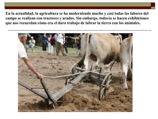 En la actualidad, la agricultura se ha modernizado mucho y casi todas las labores del
campo se realizan con tractores y arados. Sin embargo, todavía se hacen exhibiciones
que nos recuerdan cómo era el duro trabajo de labrar la tierra con los animales.

 