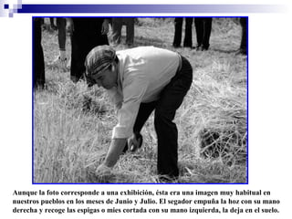 Aunque la foto corresponde a una exhibición, ésta era una imagen muy habitual en
nuestros pueblos en los meses de Junio y Julio. El segador empuña la hoz con su mano
derecha y recoge las espigas o mies cortada con su mano izquierda, la deja en el suelo.

 
