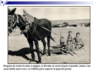 Después de cortar la mies o espigas, se llevaba en carros hasta el pueblo. Junto a las
casas había unas eras y se trillaba para separar la paja del grano.

 
