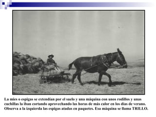 La mies o espigas se extendían por el suelo y una máquina con unos rodillos y unas
cuchillas la iban cortando aprovechando las horas de más calor en los días de verano.
Observa a la izquierda las espigas atadas en paquetes. Esa máquina se llama TRILLO.

 