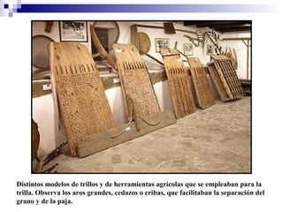 Distintos modelos de trillos y de herramientas agrícolas que se empleaban para la
trilla. Observa los aros grandes, cedazos o cribas, que facilitaban la separación del
grano y de la paja.

 