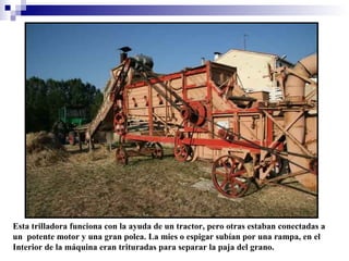 Esta trilladora funciona con la ayuda de un tractor, pero otras estaban conectadas a
un potente motor y una gran polea. La mies o espigar subían por una rampa, en el
Interior de la máquina eran trituradas para separar la paja del grano.

 