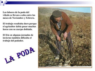 Las labores de la poda del
viñedo se llevan a cabo entre los
meses de Noviembre y Febrero.
El trabajo resultaba duro porque
el agricultor debía pasar muchas
horas con su cuerpo doblado.
El frío en algunas jornadas de
invierno también dificulta el
trabajo del podador.

 