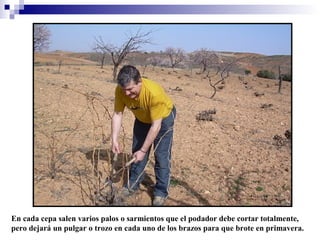 En cada cepa salen varios palos o sarmientos que el podador debe cortar totalmente,
pero dejará un pulgar o trozo en cada uno de los brazos para que brote en primavera.

 