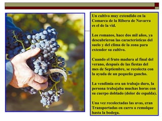 Un cultivo muy extendido en la
Comarca de la Ribera de Navarra
es el de la vid.
Los romanos, hace dos mil años, ya
descubrieron las características del
suelo y del clima de la zona para
extender su cultivo.
Cuando el fruto madura al final del
verano, después de las fiestas del
mes de Septiembre, se recolecta con
la ayuda de un pequeño gancho.
La vendimia era un trabajo duro, la
persona trabajaba muchas horas con
su cuerpo doblado (dolor de espalda).
Una vez recolectadas las uvas, eran
Transportadas en carro o remolque
hasta la bodega.

 