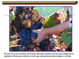 El corte de la uva se hacía con la mano derecha, mientras con la mano izquierda se
sujetaba el fruto para echarlo al cesto que cada persona tenía siempre a su lado.

 