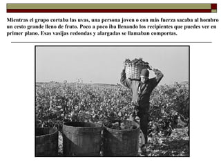Mientras el grupo cortaba las uvas, una persona joven o con más fuerza sacaba al hombro
un cesto grande lleno de fruto. Poco a poco iba llenando los recipientes que puedes ver en
primer plano. Esas vasijas redondas y alargadas se llamaban comportas.

 