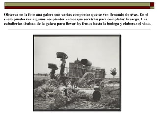 Observa en la foto una galera con varias comportas que se van llenando de uvas. En el
suelo puedes ver algunos recipientes vacíos que servirán para completar la carga. Las
caballerías tiraban de la galera para llevar los frutos hasta la bodega y elaborar el vino.

 
