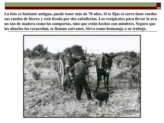 La foto es bastante antigua, puede tener más de 70 años. Si te fijas el carro tiene ruedas
sus ruedas de hierro y está tirado por dos caballerías. Los recipientes para llevar la uva
no son de madera como las comportas, sino que están hechos con mimbres. Seguro que
los abuelos los recuerdan, se llaman cuévanos. Sirva como homenaje a su trabajo.

 