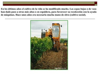 En los últimos años el cultivo de la vida se ha modificado mucho. Las cepas bajas o de vaso
han dado paso a otras más altas o en espaldera, para favorecer su recolección con la ayuda
de máquinas. Hace unos años era necesaria mucha mano de obra (cultivo social).

 