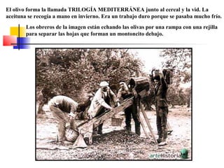 El olivo forma la llamada TRILOGÍA MEDITERRÁNEA junto al cereal y la vid. La
aceituna se recogía a mano en invierno. Era un trabajo duro porque se pasaba mucho frío.
Los obreros de la imagen están echando las olivas por una rampa con una rejilla
para separar las hojas que forman un montoncito debajo.

 