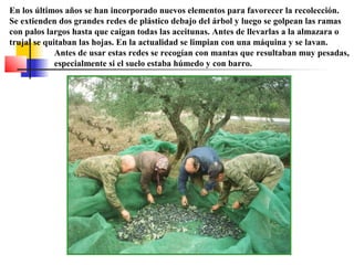 En los últimos años se han incorporado nuevos elementos para favorecer la recolección.
Se extienden dos grandes redes de plástico debajo del árbol y luego se golpean las ramas
con palos largos hasta que caigan todas las aceitunas. Antes de llevarlas a la almazara o
trujal se quitaban las hojas. En la actualidad se limpian con una máquina y se lavan.
Antes de usar estas redes se recogían con mantas que resultaban muy pesadas,
especialmente si el suelo estaba húmedo y con barro.

 