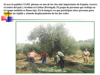 Si oyes la palabra TAJO piensas en uno de los ríos más importantes de España, recorre
el centro del país y termina en Lisboa (Portugal). El grupo de personas que trabaja en
el campo también se llama tajo. En la imagen ves que participan cinco personas para
facilitar un rápido y cómodo desplazamiento de las dos redes.

 