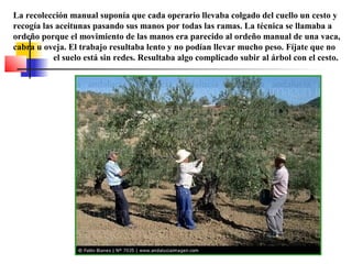 La recolección manual suponía que cada operario llevaba colgado del cuello un cesto y
recogía las aceitunas pasando sus manos por todas las ramas. La técnica se llamaba a
ordeño porque el movimiento de las manos era parecido al ordeño manual de una vaca,
cabra u oveja. El trabajo resultaba lento y no podían llevar mucho peso. Fíjate que no
el suelo está sin redes. Resultaba algo complicado subir al árbol con el cesto.

 