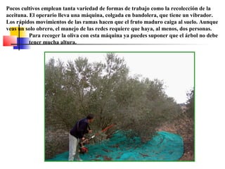 Pocos cultivos emplean tanta variedad de formas de trabajo como la recolección de la
aceituna. El operario lleva una máquina, colgada en bandolera, que tiene un vibrador.
Los rápidos movimientos de las ramas hacen que el fruto maduro caiga al suelo. Aunque
veas un solo obrero, el manejo de las redes requiere que haya, al menos, dos personas.
Para recoger la oliva con esta máquina ya puedes suponer que el árbol no debe
tener mucha altura.

 