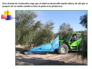 Este sistema de recolección exige que el árbol no desarrolle mucha altura, de ahí que se
prepare de ese modo cuando se hace la poda en la primavera.

 