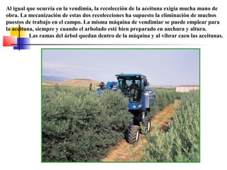 Al igual que ocurría en la vendimia, la recolección de la aceituna exigía mucha mano de
obra. La mecanización de estas dos recolecciones ha supuesto la eliminación de muchos
puestos de trabajo en el campo. La misma máquina de vendimiar se puede emplear para
la aceituna, siempre y cuando el arbolado esté bien preparado en anchura y altura.
Las ramas del árbol quedan dentro de la máquina y al vibrar caen las aceitunas.

 