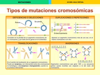Tipos de mutaciones cromosómicas DEFICIENCIAS O DELECCIONES DUPLICACIONES O REPETICIONES TRANSLOCACIONES INVERSIONES A A B B C C D D E E F G G H H F 1 1 2 2 3 4 3 4 Consisten en la pérdida de un segmento cromosómico de un cromosoma, y por tanto de los genes en él contenidos. Aparece un segmento cromosómico más de una vez, en el mismo cromosoma o en otro. Es el cambio de localización de un segmento cromosómico. Puede ser  recíproca , con intercambio entre dos cromosomas no homólogos, o  no recíproca  o  transposición , cuando no se produce intercambio. Segmentos cromosómicos que giran 180 o , y su secuencia génica queda invertida con respecto a la del resto del cromosoma. A B C D E F G H A B F E D C G H A B C E D G H F Entrecruzamiento Se pierde Rotura 