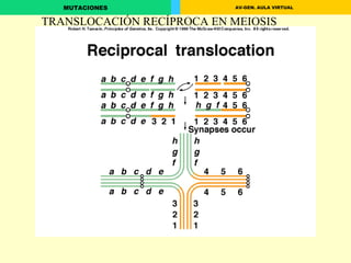 TRANSLOCACIÓN RECÍPROCA EN MEIOSIS 