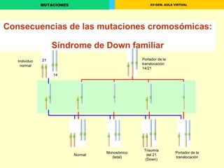 Consecuencias de las mutaciones cromosómicas:  Síndrome de Down familiar Individuo normal Portador de la translocación 14/21 Normal Monosómico (letal) Trisomía del 21 (Down) Portador de la translocación 21 14 