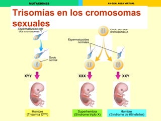Trisomías en los cromosomas sexuales Óvulo con dos cromosomas X XYY XXX XXY Hombre (Trisomía XYY) Superhembra (Síndrome triplo X) Hombre  (Síndrome de Klinefelter) Espermatozoide con dos cromosomas Y Óvulo normal Espermatozoides normales 