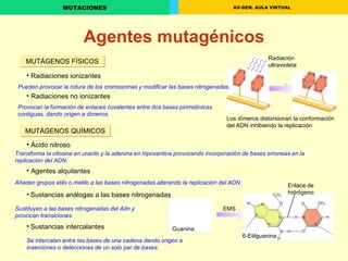 Agentes mutagénicos Radiación ultravioleta Los dímeros distorsionan la conformación del ADN inhibiendo la replicación EMS Guanina 6-Etilguanina MUTÁGENOS FÍSICOS Radiaciones ionizantes Radiaciones no ionizantes MUTÁGENOS QUÍMICOS Ácido nitroso Agentes alquilantes Sustancias análogas a las bases nitrogenadas Sustancias intercalantes Pueden provocar la rotura de los cromosomas y modificar las bases nitrogenadas. Provocan la formación de enlaces covalentes entre dos bases pirimidínicas contiguas, dando origen a dímeros. Transforma la citosina en uracilo y la adenina en hipoxantina provocando incorporación de bases erroneas en la replicación del ADN. Añaden grupos etilo o metilo a las bases nitrogenadas alterando la replicación del ADN. Sustituyen a las bases nitrogenadas del Adn y provocan transiciones. Se intercalan entre las bases de una cadena dando origen a inserciones o delecciones de un solo par de bases. Enlace de hidrógeno 