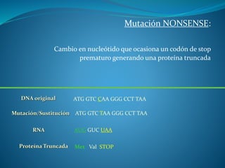 Mutación NONSENSE:
Cambio en nucleótido que ocasiona un codón de stop
prematuro generando una proteína truncada
DNA original ATG GTC CAA GGG CCT TAA
RNA AUG GUC UAA
Proteína Truncada Met Val STOP
ATG GTC TAA GGG CCT TAAMutación/Sustitución
 