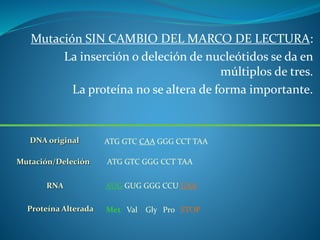 Mutación SIN CAMBIO DEL MARCO DE LECTURA:
La inserción o deleción de nucleótidos se da en
múltiplos de tres.
La proteína no se altera de forma importante.
DNA original ATG GTC CAA GGG CCT TAA
RNA AUG GUG GGG CCU UAA
Proteína Alterada Met Val Gly Pro STOP
ATG GTC GGG CCT TAAMutación/Deleción
 