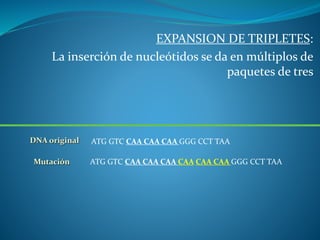 EXPANSION DE TRIPLETES:
La inserción de nucleótidos se da en múltiplos de
paquetes de tres
DNA original ATG GTC CAA CAA CAA GGG CCT TAA
ATG GTC CAA CAA CAA CAA CAA CAA GGG CCT TAAMutación
 