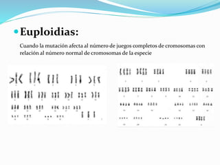 Euploidias:
Cuando la mutación afecta al número de juegos completos de cromosomas con
relación al número normal de cromosomas de la especie
 