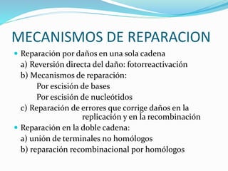 MECANISMOS DE REPARACION
 Reparación por daños en una sola cadena
a) Reversión directa del daño: fotorreactivación
b) Mecanismos de reparación:
Por escisión de bases
Por escisión de nucleótidos
c) Reparación de errores que corrige daños en la
replicación y en la recombinación
 Reparación en la doble cadena:
a) unión de terminales no homólogos
b) reparación recombinacional por homólogos
 