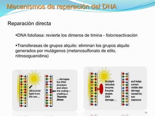 29
Mecanismos de reparación del DNA
Reparación directa
DNA fotoliasa: revierte los dimeros de timina - fotorreactivación
Transferasas de grupos alquilo: eliminan los grupos alquilo
generados por mutágenos (metanosulfonato de etilo,
nitrosoguanidina)
 