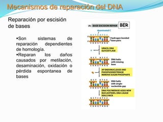 Mecanismos de reparación del DNA
Reparación por escisión
de bases
Son sistemas de
reparación dependientes
de homología.
Reparan los daños
causados por metilación,
desaminación, oxidación o
pérdida espontanea de
bases
 