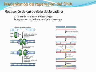 Mecanismos de reparación del DNA
Reparación de daños de la doble cadena
a) unión de terminales no homólogos
b) reparación recombinacional por homólogos
 