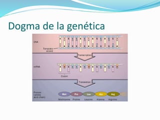 Dogma de la genética
 