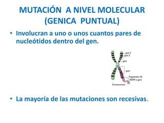 MUTACIÓN A NIVEL MOLECULAR
       (GENICA PUNTUAL)
• Involucran a uno o unos cuantos pares de
  nucleótidos dentro del gen.




• La mayoría de las mutaciones son recesivas.
 