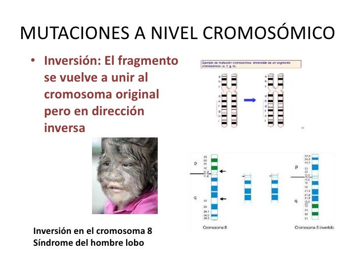 Resultado de imagen para mutacion cromosomica ejemplos