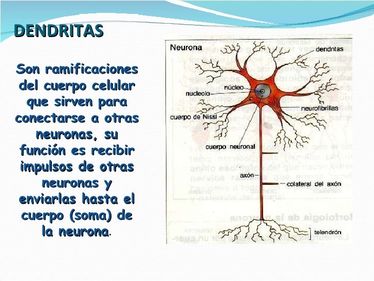 Por Que Son Importantes Las Neuronas es.slideshare.net