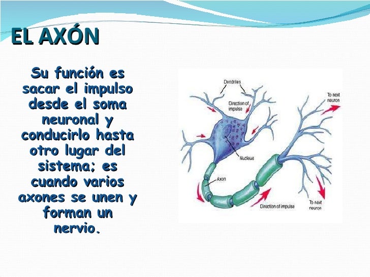 Las neuronas