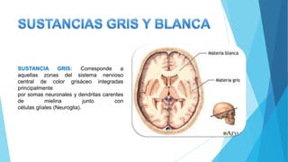 SUSTANCIA GRIS: Corresponde a
aquellas zonas del sistema nervioso
central de color grisáceo integradas
principalmente
por somas neuronales y dendritas carentes
de mielina junto con
células glíales (Neuroglia).
 