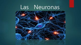 Las Neuronas
 