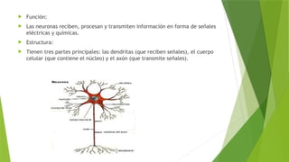  Función:
 Las neuronas reciben, procesan y transmiten información en forma de señales
eléctricas y químicas.
 Estructura:
 Tienen tres partes principales: las dendritas (que reciben señales), el cuerpo
celular (que contiene el núcleo) y el axón (que transmite señales).
 