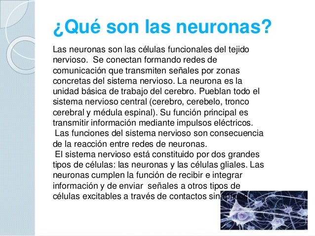 Las neuronas 5