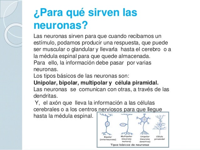Las neuronas 5