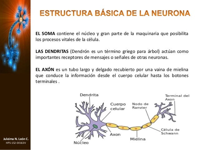 Las neuronas células del sistema nervioso